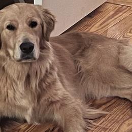 Golden Retrievers from Houston’s Golden Haven