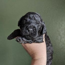 Double Doodle puppies from Emmie’s Doodle Pups