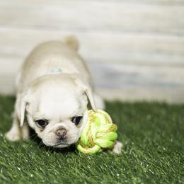Navy (blue) - Cream male Pug puppy in Hereford, Arizona from Broken Road Ranch Pugs