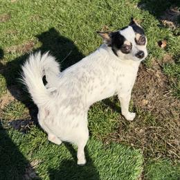 Sheldon - Black and white male Chihuahua puppy in Amity, Pennsylvania from Rhoda and Verna