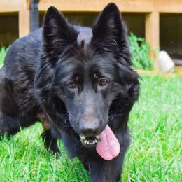 Oja - German Shepherd