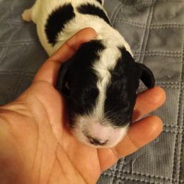 Boy 2 - Black and white male Cavapoo puppy in East Providence, Rhode Island from Marta's Cavaliers