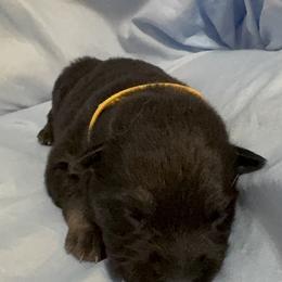 Yellow - Black and tan female German Shepherd puppy in La Follette, Tennessee from Moore German Shepherds