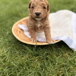Sugar - Apricot female Goldendoodle puppy in Battleground, Washington from Doodles Delight PNW
