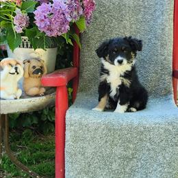 Cadbury - Black tri male Miniature Australian Shepherd puppy in Gainesboro, Tennessee from Family Tradition