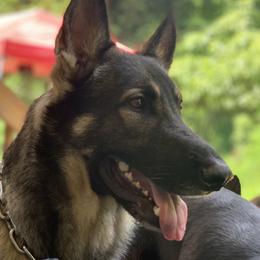 Chief - German Shepherd