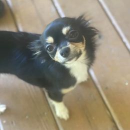 Jasmine - Chihuahua