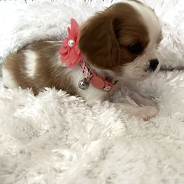 Cavalier King Charles Spaniel Puppies from Cavy Love