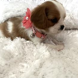 Cavalier King Charles Spaniel Puppies from Cavy Love
