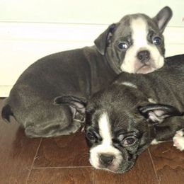 Male 1 - Blue male Boston Terrier puppy in Oakman, Alabama from MEL Puppies
