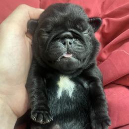 Ash - Black male Pug puppy in Glendale/Azalea, Oregon from Malta Pugs