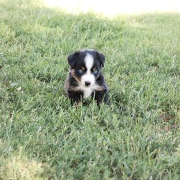 Australian Shepherd Puppies from Rustic Roots Australian Shepherds