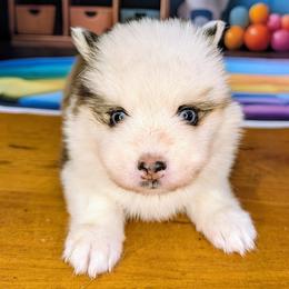 Bessie-2000 - Black and white female Pomsky puppy in Spring Hill, Florida from www.PuppyTimeEmporium.com
