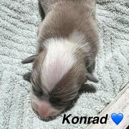 Konrad - Blue male Pembroke Welsh Corgi puppy in Cashion, Oklahoma from Shabby Chic Corgis