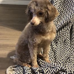 Prezzie - Phantom female Poodle puppy in Cameron, Oklahoma from PinePoint Poodles