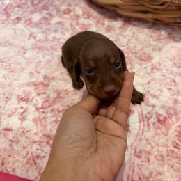 Brownie - Chocolate and tan male Dachshund puppy in Magnolia, Texas from Carrie’s Countryside Dachshunds