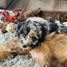 Aussiedoodle and Australian Shepherd Puppies from Homestead Aussies & Doodles