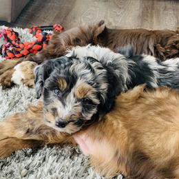 Aussiedoodle and Australian Shepherd Puppies from Homestead Aussies & Doodles