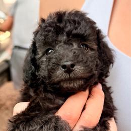 Elsie - Silver female Poodle puppy in Flagstaff, Arizona from Fido Dei Poodles