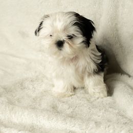 Olaf: The Joyful Ray of Sunshine - Black gold and white male Shih Tzu puppy in Fresno, California from Good Lil Shih Tzu