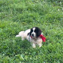 Red - White and black male Karakachan puppy in Pikeville, Tennessee from Rock Solid Ranch