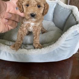 Pekingese and Poodle Puppies from Dogs lovers