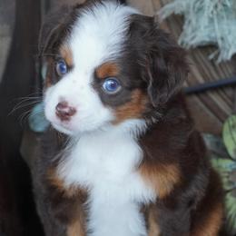 Red Tri 2 Blue Eyes - Red tri male Miniature Australian Shepherd puppy in Lawton, Oklahoma from Lindsey’s Aussies
