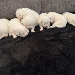 Boy 3 - White male Samoyed puppy in Glasgow, Kentucky from Bluegrass Samoyeds