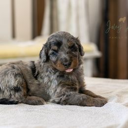 Nutter Butter - Blue merle female Bernedoodle puppy in Eureka, Illinois from Joley Aire Family Dogs