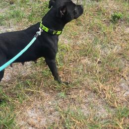 Gen - Staffordshire Bull Terrier