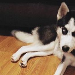 Siberian Huskies from Albrecht’s Husky Ranch