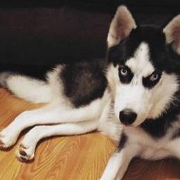 Siberian Huskies from Albrecht’s Husky Ranch