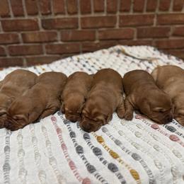 Male 4 - Yellow male Labrador Retriever puppy in Wardensville, West Virginia from Sager’s Labrador Puppies