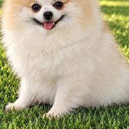 Nellie - Pomeranian
