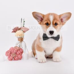 Soren - Red and white male American Corgi puppy in Santaquin, Utah from Blacktail Mountain Corgis