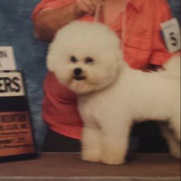 Bichon Frises from Escapade Bichons
