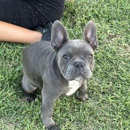 French Bulldog Puppies from French OG Los Ángeles