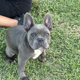 French Bulldog Puppies from French OG Los Ángeles