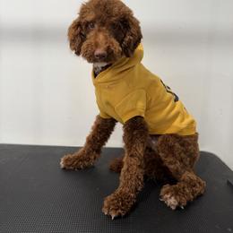 Valentino - Red  male Poodle puppy in Southampton, New Jersey from Lavishly Loved Pets LLC