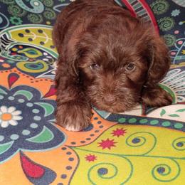 Cocoa - Brown male Schnoodle puppy in New Cambria, Kansas from Shrivers' Sweethearts