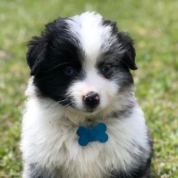 Aussiedoodles, Miniature Australian Shepherds, Pomeranians, and Toy Australian Shepherds from SBA Aussies