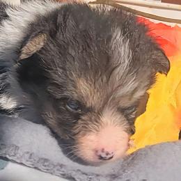 Gray Paw Bandana boy - Black and tan male Pembroke Welsh Corgi puppy in Cherokee, Oklahoma from MCS Farms-OK