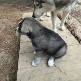 Siberian Husky Puppies from WILLIAM HUNDLEY