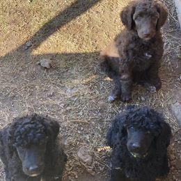 Poodle Puppies from Parapoodles