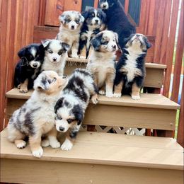 Miniature Australian Shepherd Puppies from Dusty Dogs Miniature Australian Shepherds
