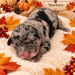 Meredith - Merle female Goldendoodle puppy in North Branch, Michigan from Graceful Miniature Goldendoodles