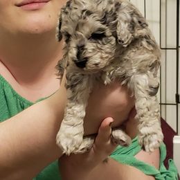 Poodle Puppies from Dogtown Doodles