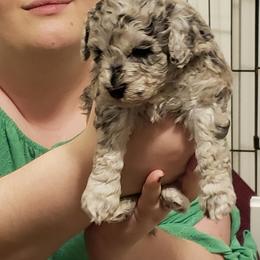Poodle Puppies from Dogtown Doodles