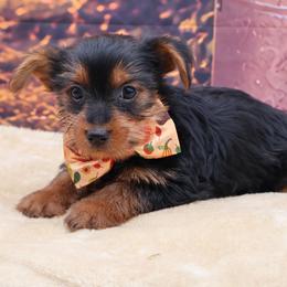 Jack - Black and tan male Yorkshire Terrier puppy in Lamar, Missouri from RJ’S Classy Yorkies