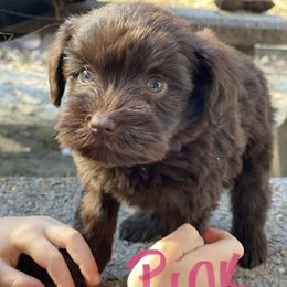 Miniature Schnauzer Puppies from Southern Magnolia Schnauzers